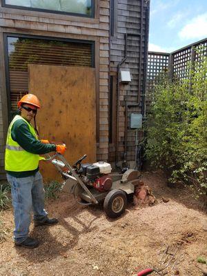 Stump Grinding