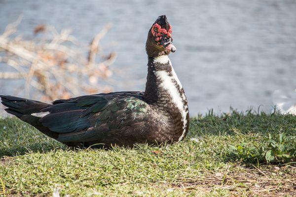 Earl Brown Park
 Deland, Fl.