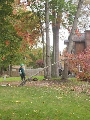 Guiding large branches to the ground