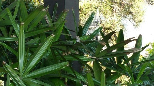 A hummingbird was resting on a raphis palm when i was walking through the garden.