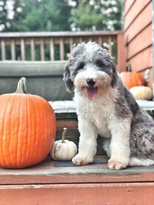 Amos | Mini Aussiedoodle