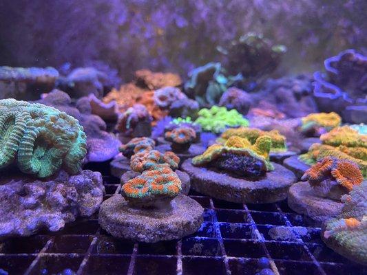 More corals