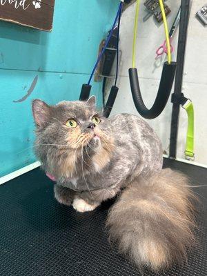 Cat with lion cut