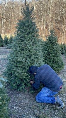 Buchanan Evergreen Farm