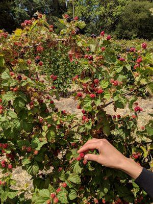 Berries on the vine