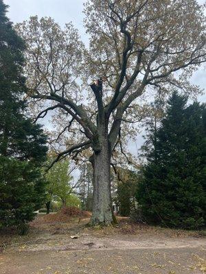 Removing a tree