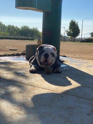 Bruce the bulldog