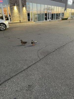 Ducks that were outside