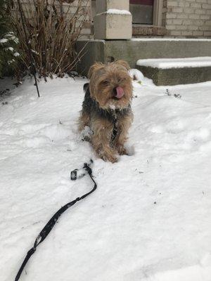 My yorkie Pappy catching snowflakes on his tongue!