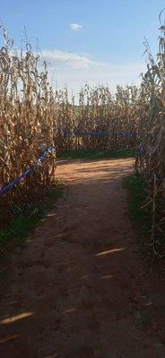 Corn maze