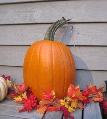 Suyematsu Farm Pumpkin 2016, Bainbridge Island