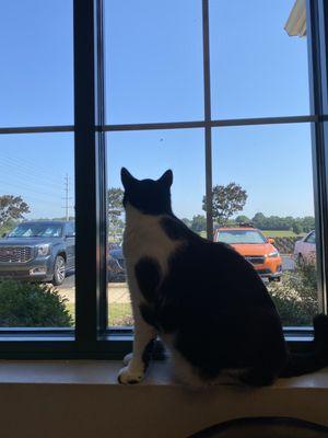 Henry enjoy the view at the vet