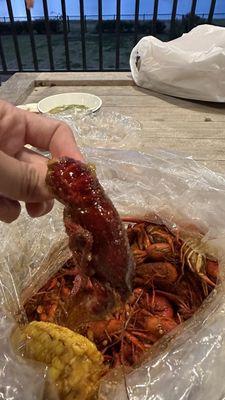 Huge hard shell "fresh live" crawfish at early Feb? Blame me..