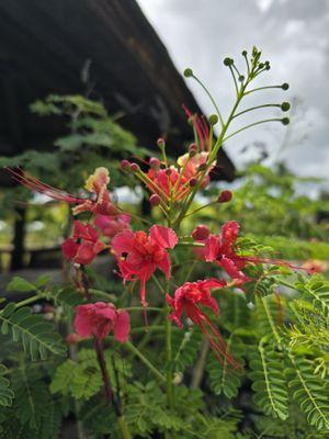 Kauai Nursery & Landscaping