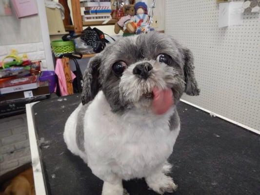 Baby girl is not easy to groom with this tongue but Kim takes care of her beautifully every time!