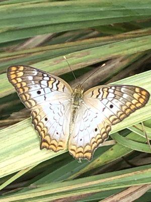 White peacock butterfly.