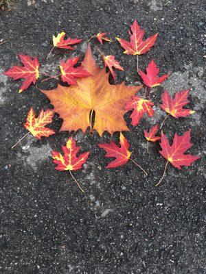 A palette of red surrounding a large leaf