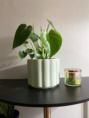 Monstera and planter purchased at The Sill.