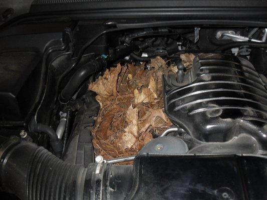 It's cold outside and the little critters like to keep warm in your engine compartment . They can cause considerable damage . Bounce fabric