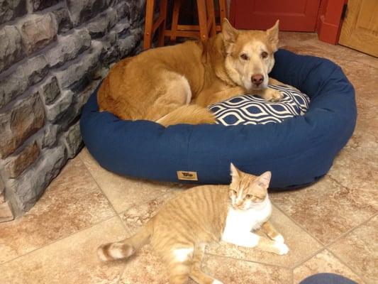 Lucas and his new West Paw Design bed. With Grady waiting to hop in when he moves.