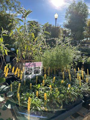 We have the best selection of California Native plants in town!