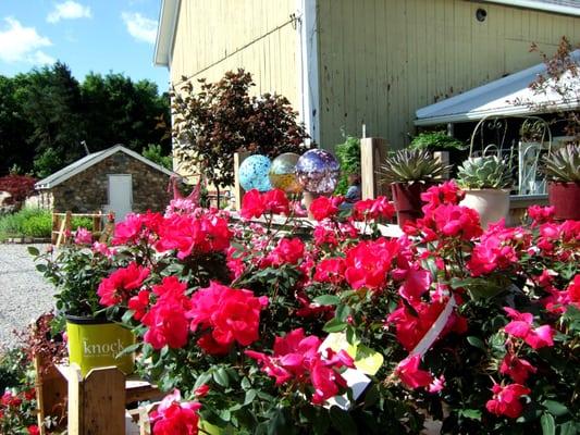 Everlasting Roses in front of the nursery! Check out our great Summer Bloomers!