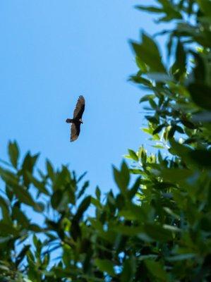 Soaring Over Santa Barbara