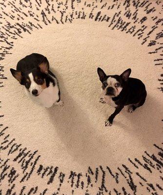 Sebastian with his Boston Terrier brother, Stitch!