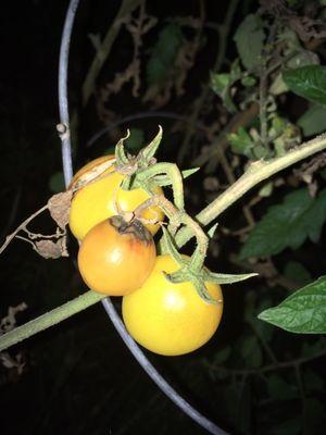 November 3rd and I still have tomatoes and greens!