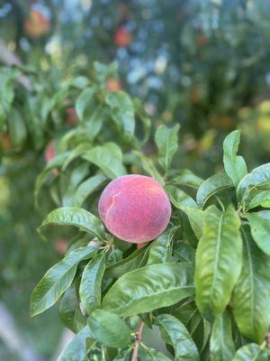 Peach from tree near property. Palisade peaches are the best!