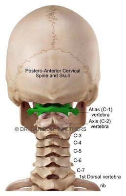 When your spine is in line YOU will feel fine!