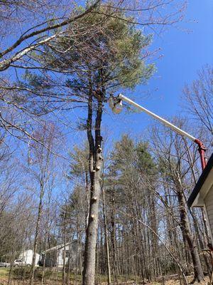 CTI Tree Service