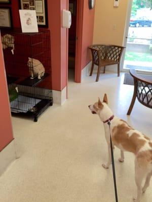 Lucy meets two cats looking for their furever homes.