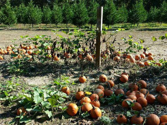 More pumpkins!