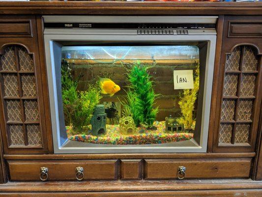 Ian, the resident fish in a TV.