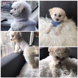 "SAINT" is the perfect pet for us.  She is a MaltiPoo ( Malteese-Poodle mix very petite) & We found her at Top Dog LA also "Honest Owners".