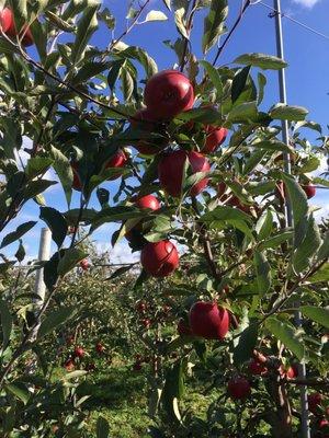 Trees for picking (ruby frost)