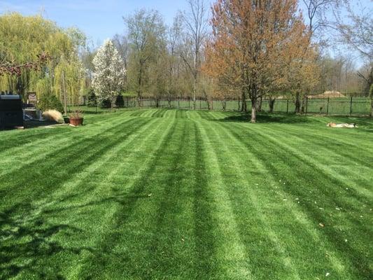 A residential lawn that we care for.