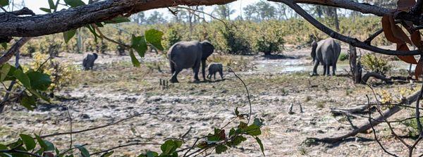 Hiding while viewing elephants in watering hole.