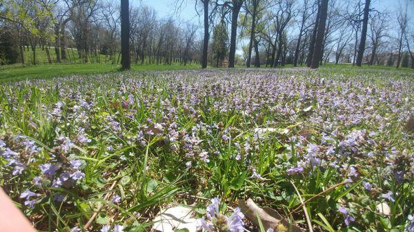 Springtime flowers at the north end of the park.