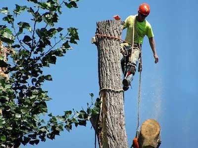 Tree climber