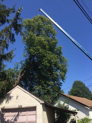 This is a huge Linden between two house with garages in the way. We lifted out to the street.