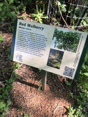 Interpretive signs for different plants along the trail