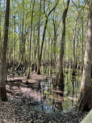 Manatee Springs State Park