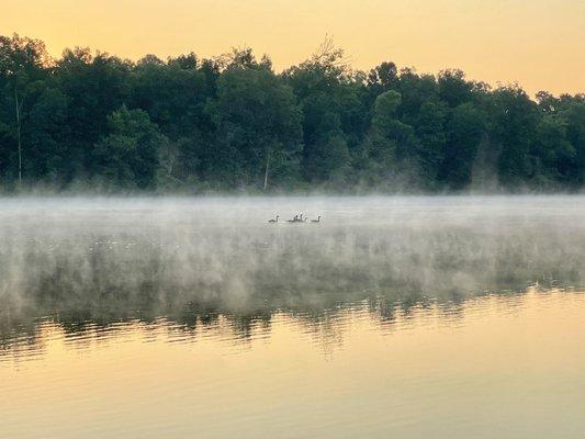 Geese at sunrise on Hamburg Millpond.