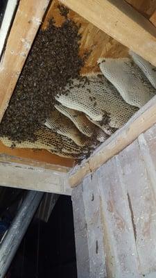 Established Beehive Removal