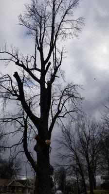 A removal of a sweet gum that we did