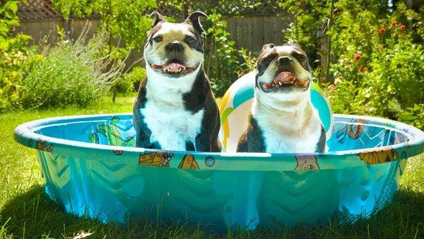 Pets in pool