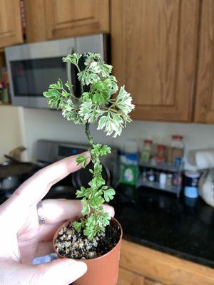 The newest addition to my plant family!