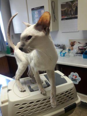 Happy boy at West Side Veterinary Hospital today!  Getting a second opinion from Dr Johnson saved this boy's life!